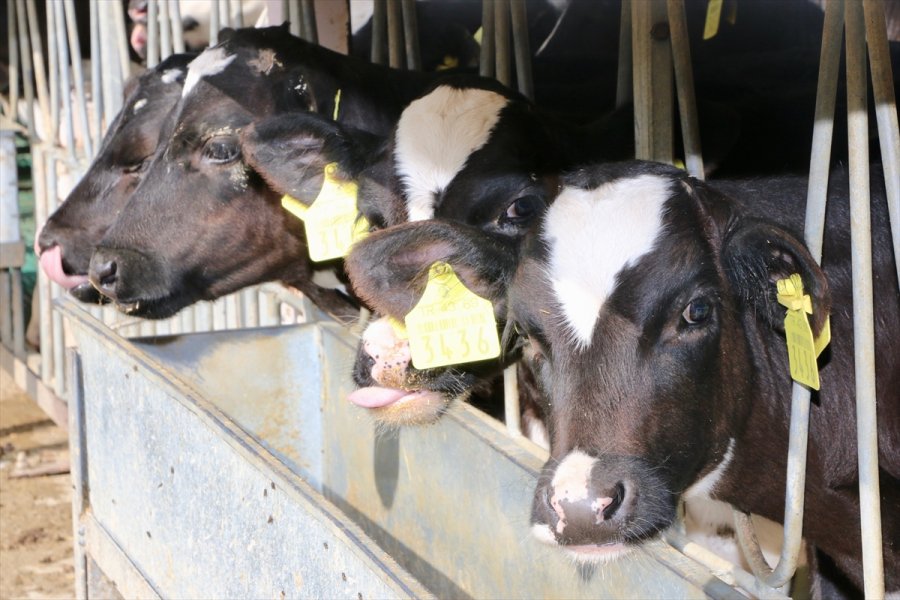 Devlet Desteklerinden Faydalanan Veteriner, Hayalindeki Modern Hayvancılık Tesisini Kurdu