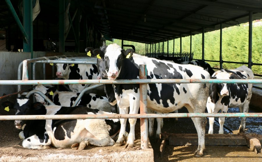 Devlet Desteklerinden Faydalanan Veteriner, Hayalindeki Modern Hayvancılık Tesisini Kurdu