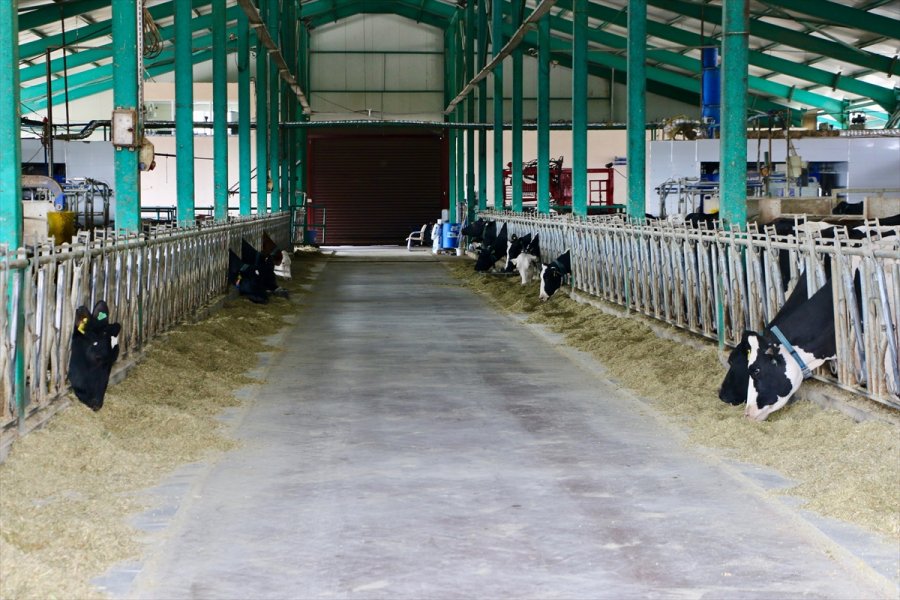 Devlet Desteklerinden Faydalanan Veteriner, Hayalindeki Modern Hayvancılık Tesisini Kurdu