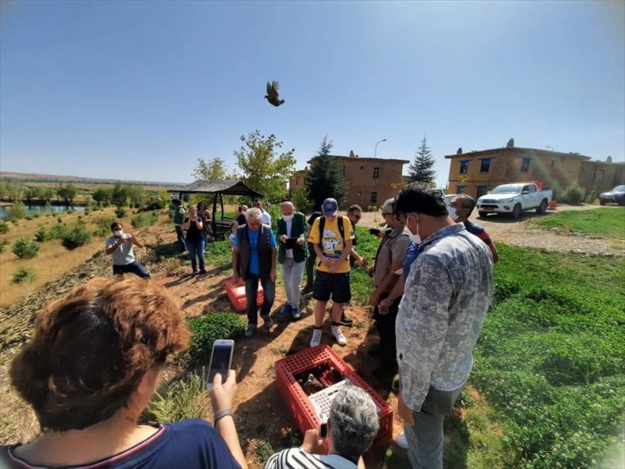 Hüyük'te Kınalı Keklikler Doğayla Buluşturuldu