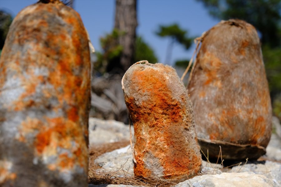 Mersin'de Olgunlaşan Obruk Peynirleri Mağaralardan Çıkarılmaya Başlandı