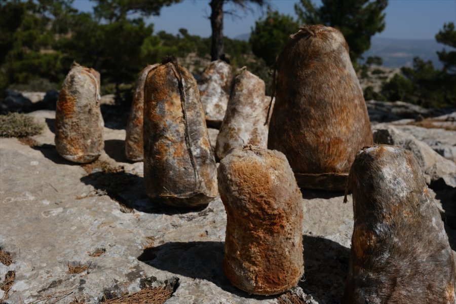 Mersin'de Olgunlaşan Obruk Peynirleri Mağaralardan Çıkarılmaya Başlandı