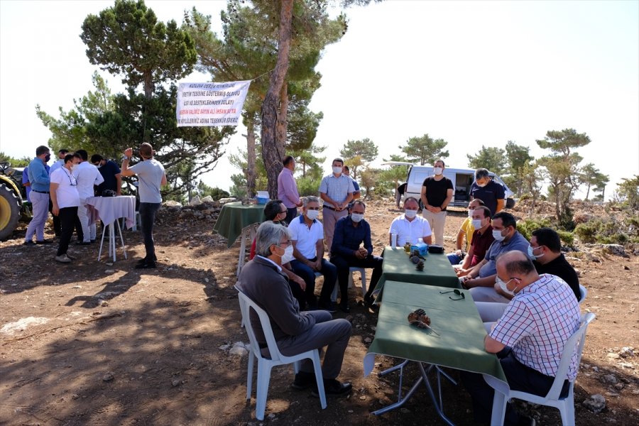 Mersin'de Olgunlaşan Obruk Peynirleri Mağaralardan Çıkarılmaya Başlandı