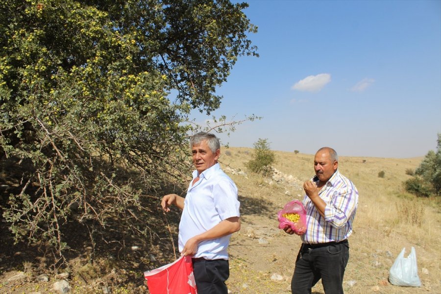 Alıç Salgın Sürecinde Yoğun İlgi Görüyor