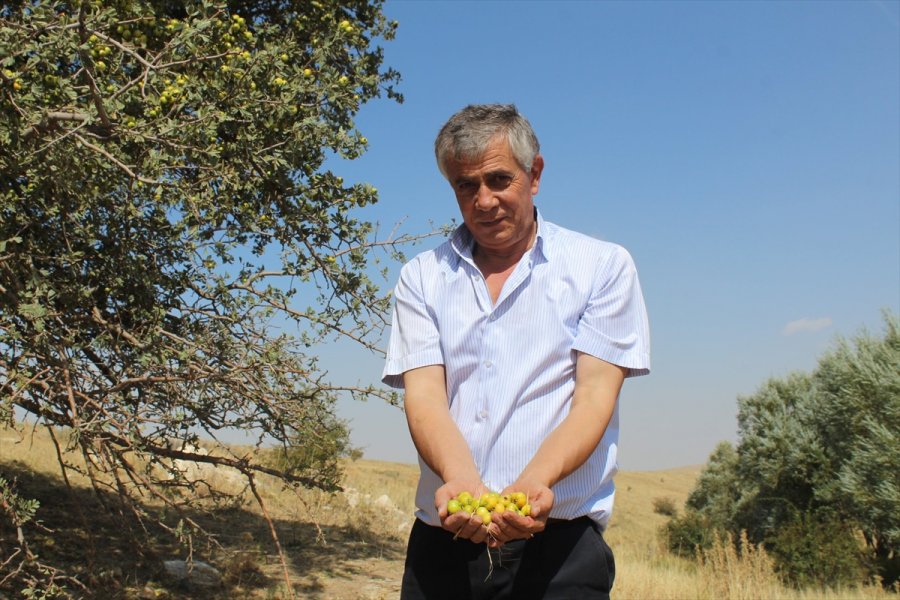 Alıç Salgın Sürecinde Yoğun İlgi Görüyor