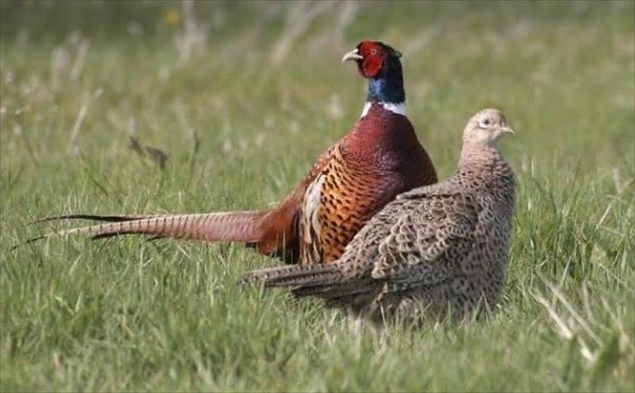 Konya'da Sanatçılar Sülünleri Doğayla Buluşturdu