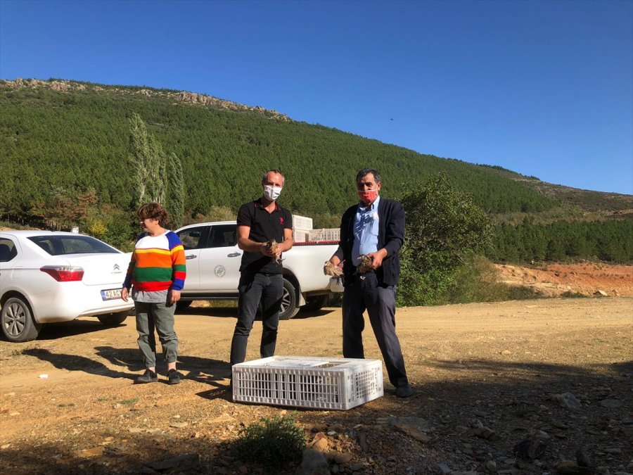 Konya'da Sanatçılar Sülünleri Doğayla Buluşturdu