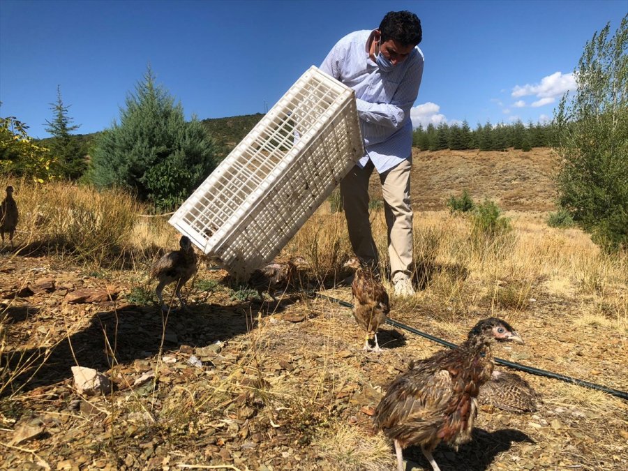 Konya'da Sanatçılar Sülünleri Doğayla Buluşturdu