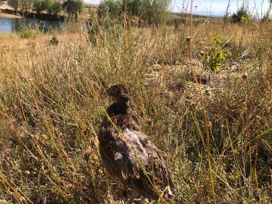 Konya'da Sanatçılar Sülünleri Doğayla Buluşturdu