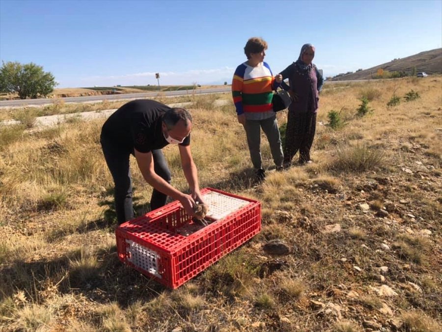 Konya'da Sanatçılar Sülünleri Doğayla Buluşturdu