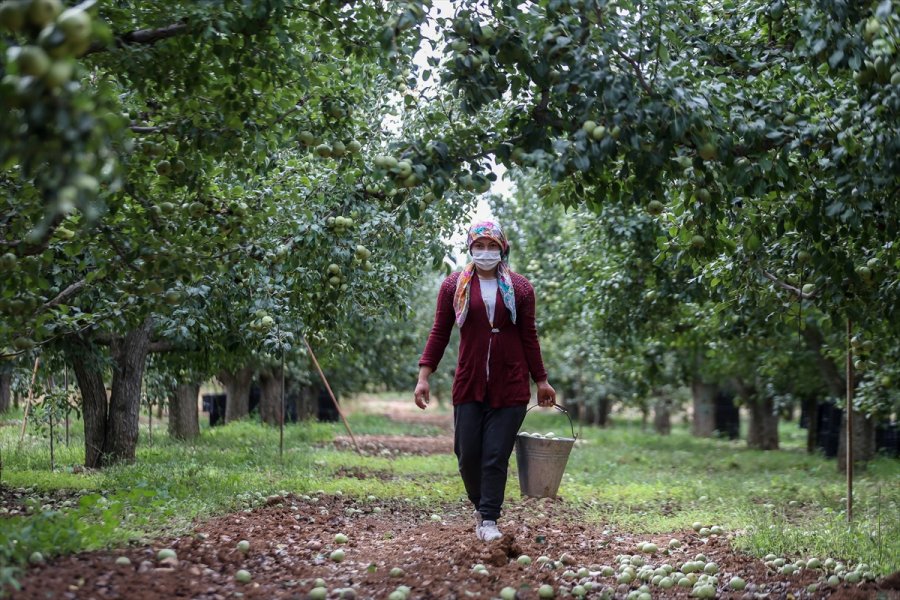 Korkuteli Karyağdı Armudunda Hasat Erken Başladı