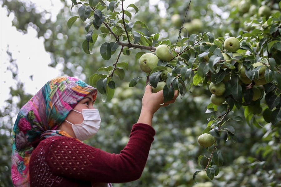 Korkuteli Karyağdı Armudunda Hasat Erken Başladı