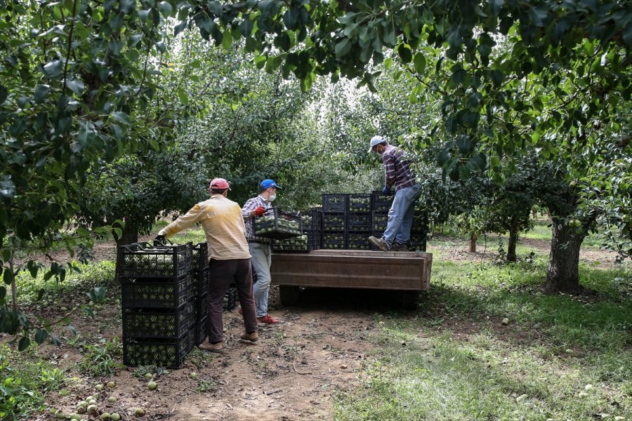 Korkuteli Karyağdı Armudunda Hasat Erken Başladı