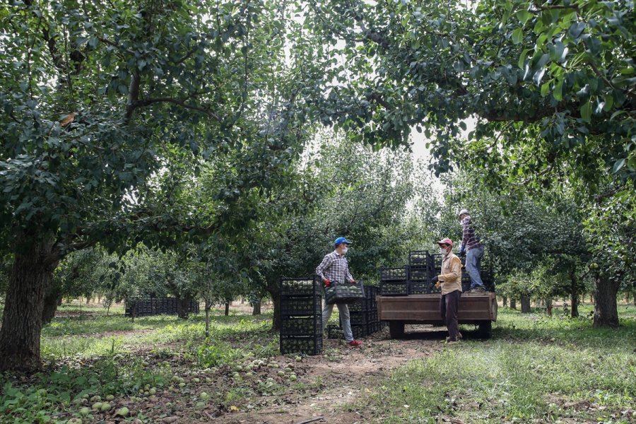 Korkuteli Karyağdı Armudunda Hasat Erken Başladı