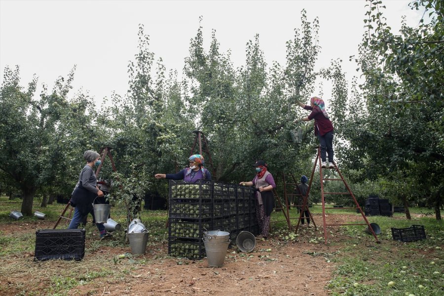 Korkuteli Karyağdı Armudunda Hasat Erken Başladı