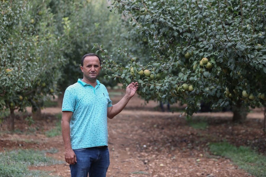 Korkuteli Karyağdı Armudunda Hasat Erken Başladı