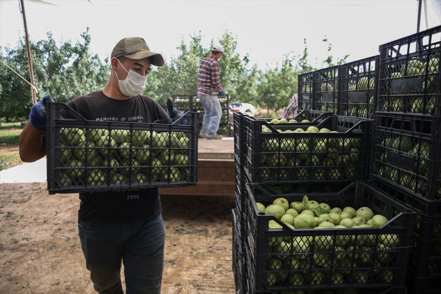 Korkuteli Karyağdı Armudunda Hasat Erken Başladı