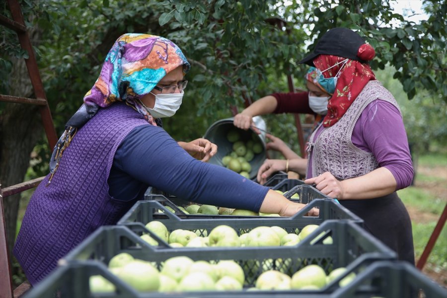 Korkuteli Karyağdı Armudunda Hasat Erken Başladı