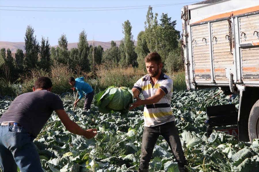 Niğde'de Lahanadaki Verim Ve Kalite Çiftçiyi Sevindirdi