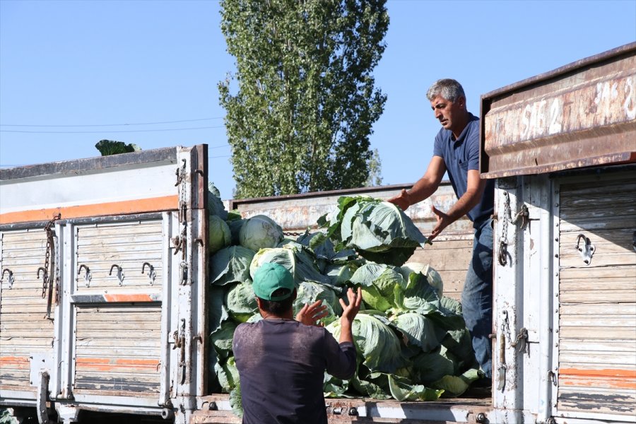 Niğde'de Lahanadaki Verim Ve Kalite Çiftçiyi Sevindirdi