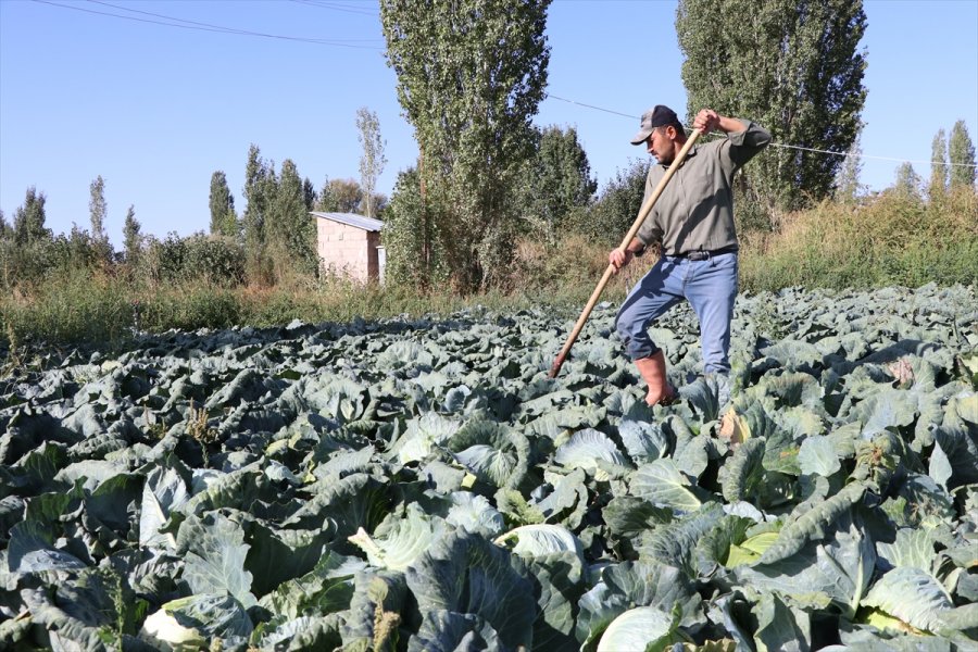 Niğde'de Lahanadaki Verim Ve Kalite Çiftçiyi Sevindirdi