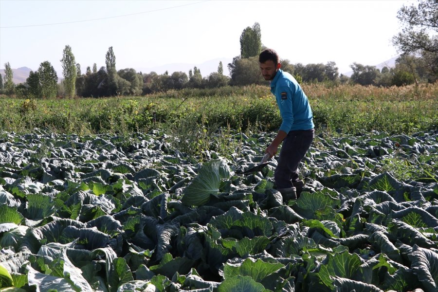 Niğde'de Lahanadaki Verim Ve Kalite Çiftçiyi Sevindirdi