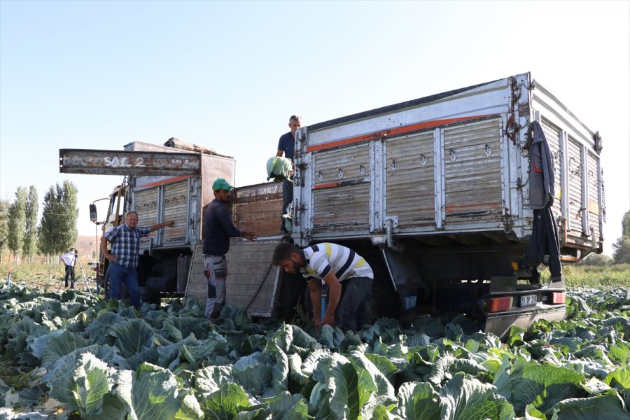 Niğde'de Lahanadaki Verim Ve Kalite Çiftçiyi Sevindirdi
