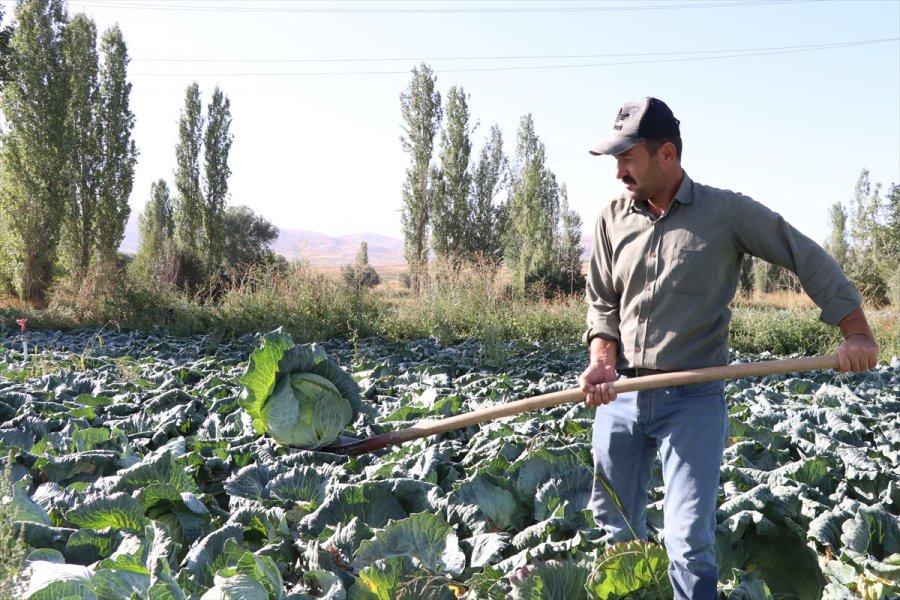 Niğde'de Lahanadaki Verim Ve Kalite Çiftçiyi Sevindirdi
