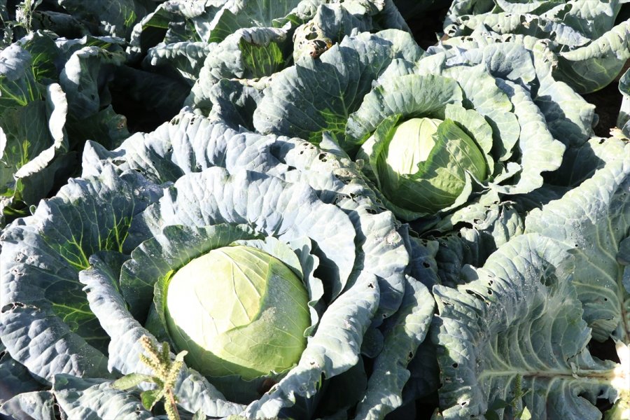 Niğde'de Lahanadaki Verim Ve Kalite Çiftçiyi Sevindirdi