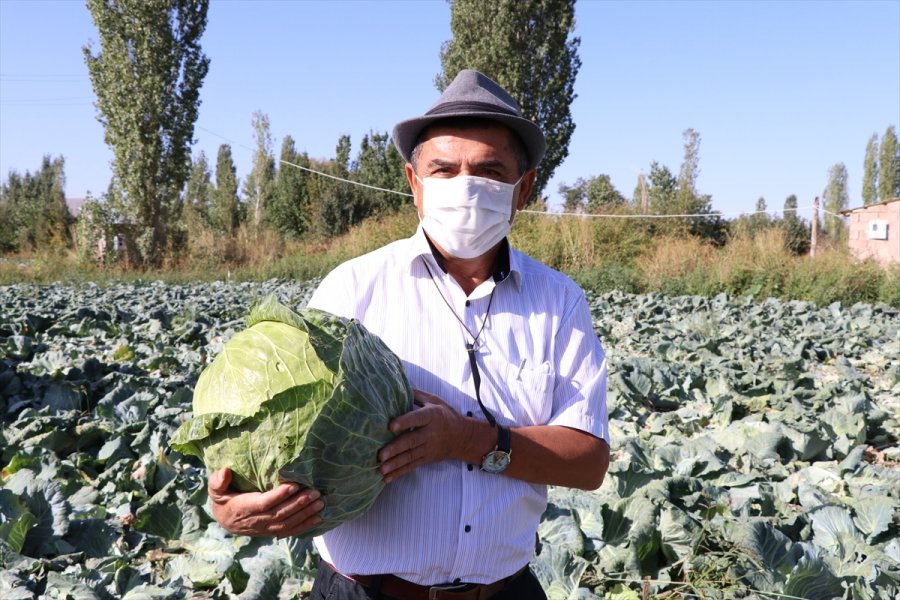 Niğde'de Lahanadaki Verim Ve Kalite Çiftçiyi Sevindirdi