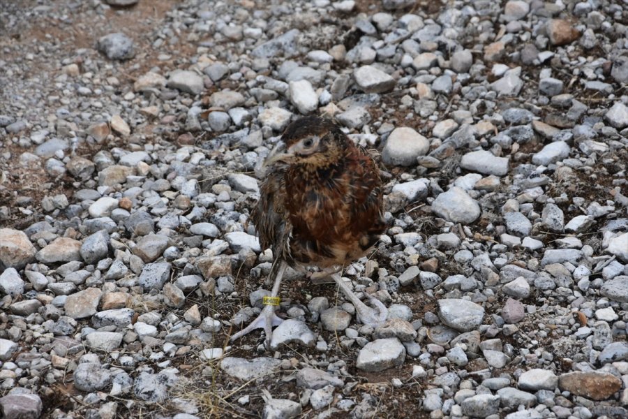Akseki'de 750 Sülün Doğayla Buluştu