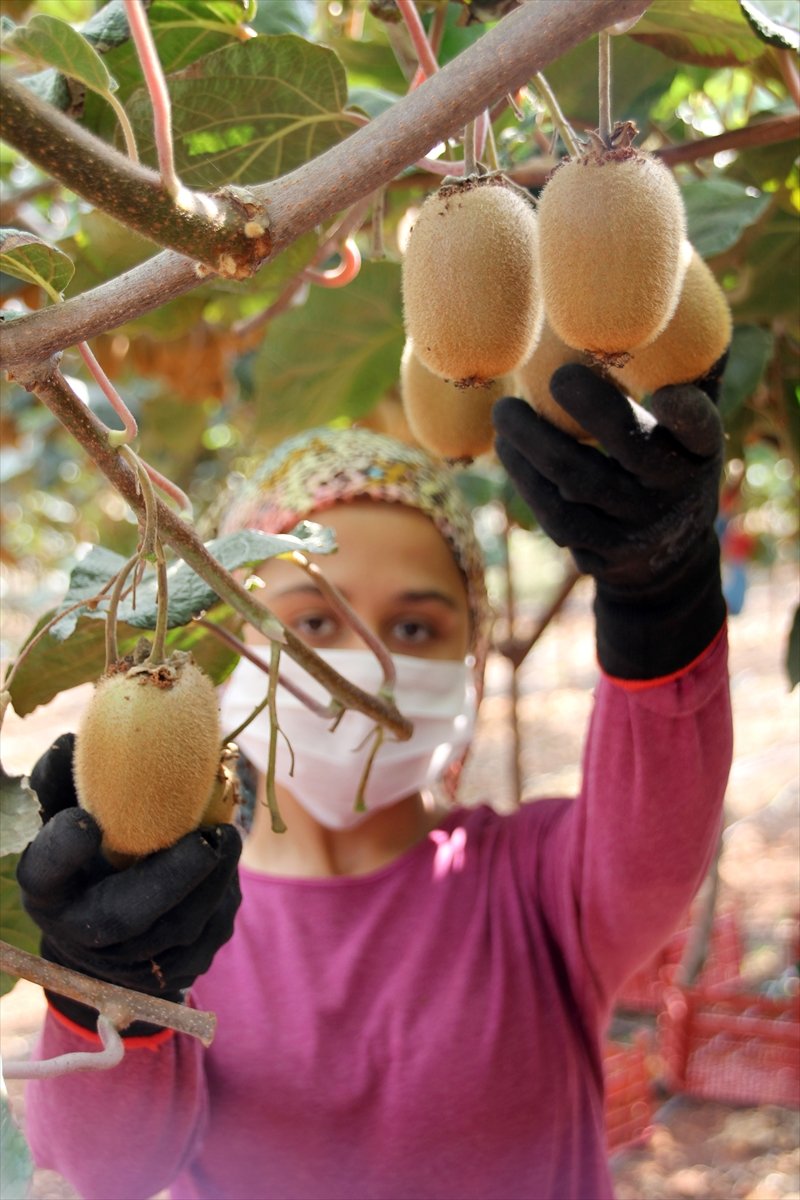 Mersin'de Turfanda Kivi Hasadına Başlandı