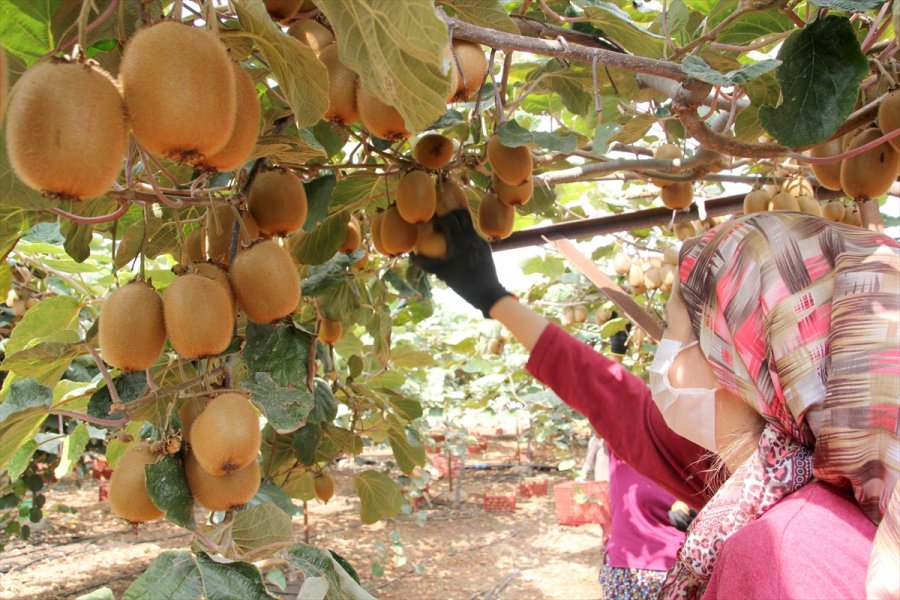 Mersin'de Turfanda Kivi Hasadına Başlandı