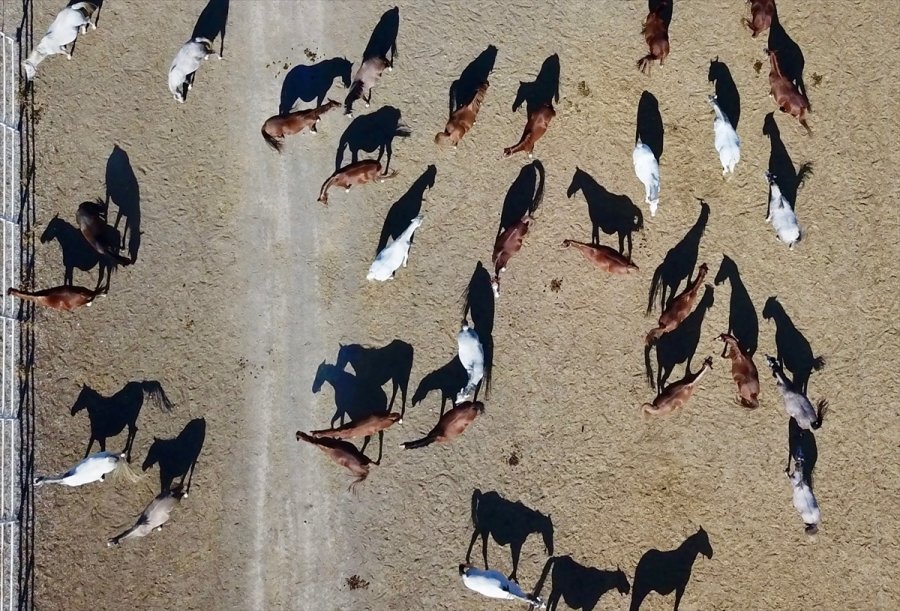 Şampiyonların Tayları Katar'da Boy Gösterecek