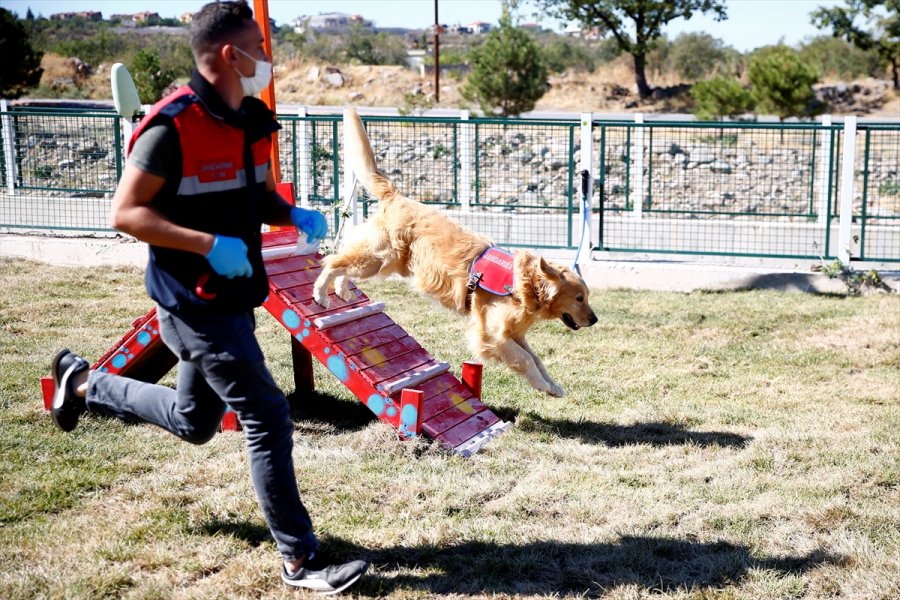 Kayseri'de Köpekler İçin 