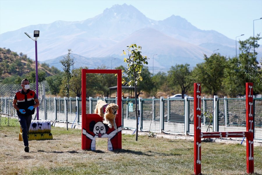 Kayseri'de Köpekler İçin 