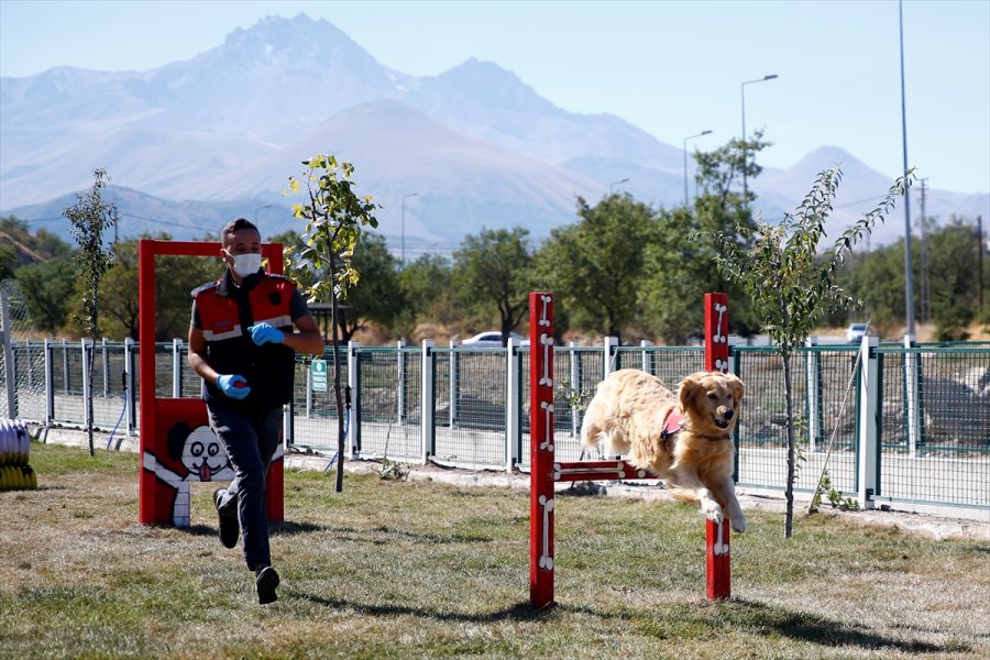 Kayseri'de Köpekler İçin 