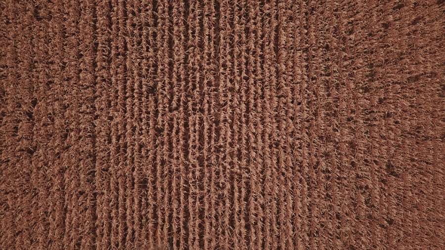 Eskişehir'de Hibrit Mısır Tohumu Ekilen Tarlada Hasat Programı