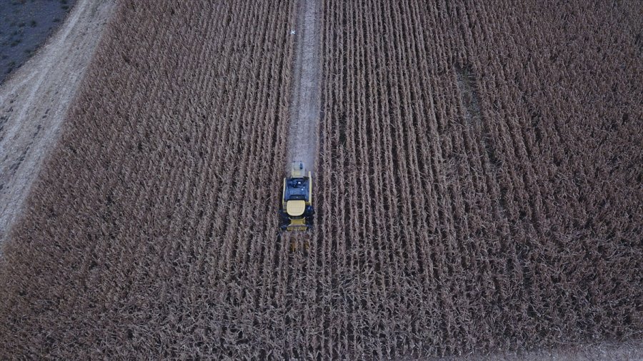 Eskişehir'de Hibrit Mısır Tohumu Ekilen Tarlada Hasat Programı