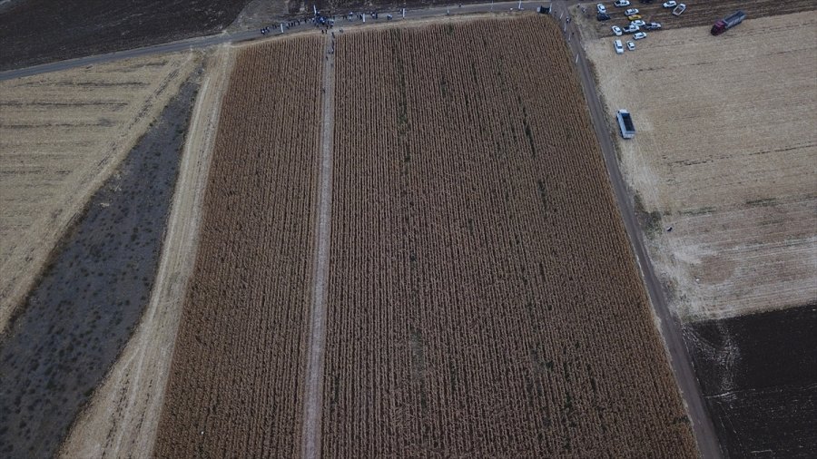 Eskişehir'de Hibrit Mısır Tohumu Ekilen Tarlada Hasat Programı