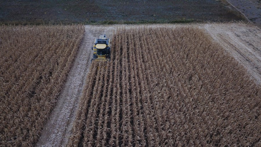 Eskişehir'de Hibrit Mısır Tohumu Ekilen Tarlada Hasat Programı