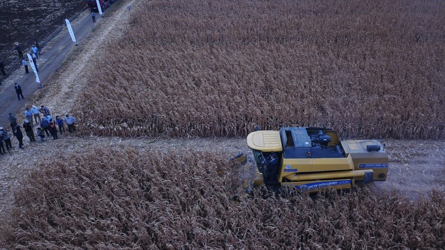 Eskişehir'de Hibrit Mısır Tohumu Ekilen Tarlada Hasat Programı
