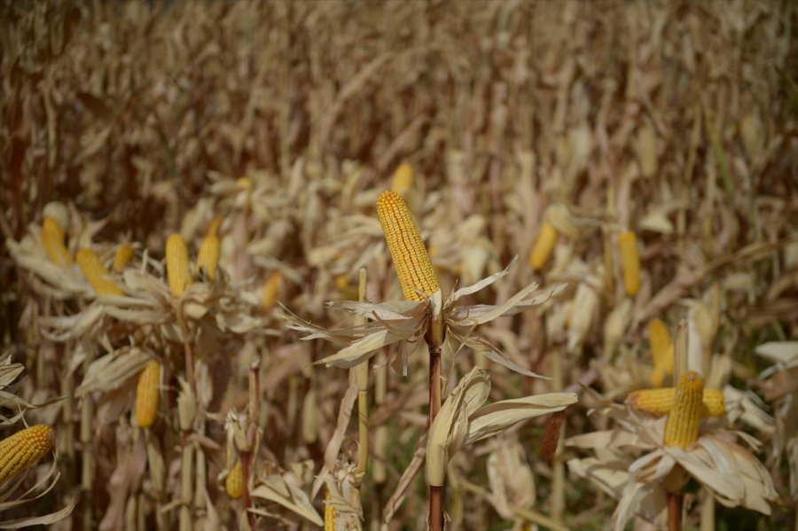 Eskişehir'de Hibrit Mısır Tohumu Ekilen Tarlada Hasat Programı