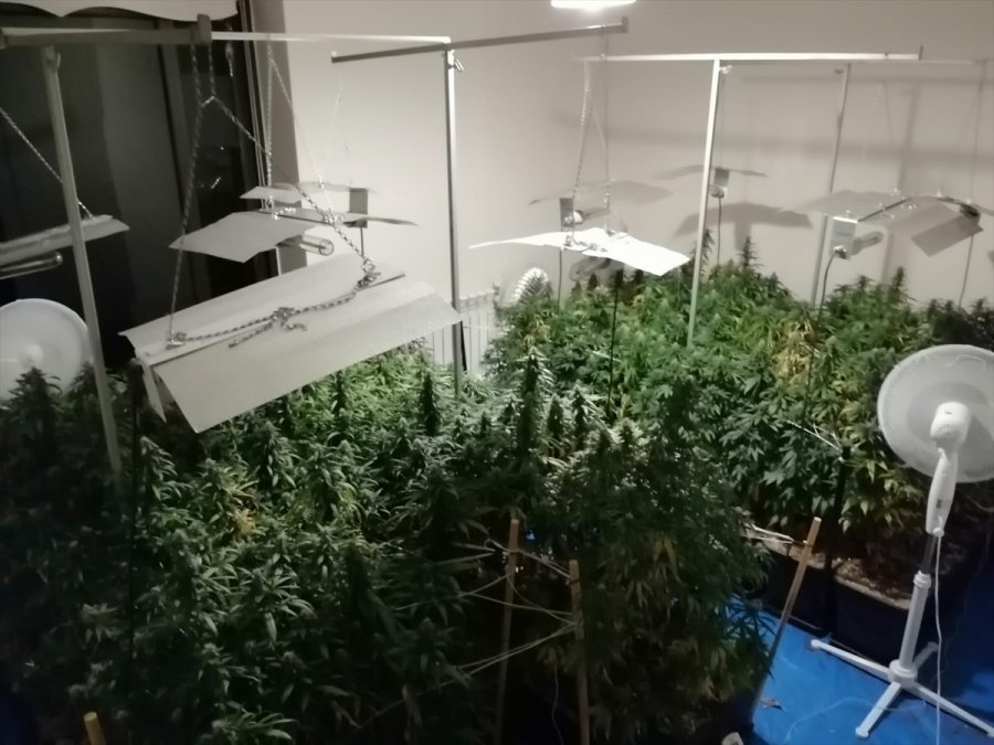 Mersin'de Evinde Uyuşturucu Yetiştiren Şüpheli Gözaltına Alındı