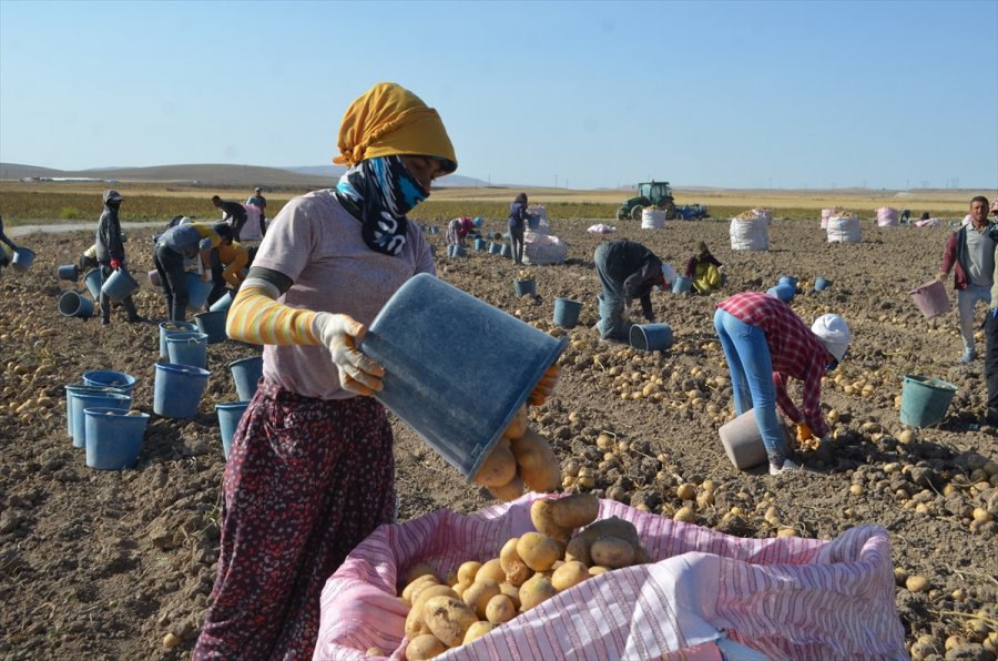 Bünyan'da Kışlık Patates Hasadı Başladı