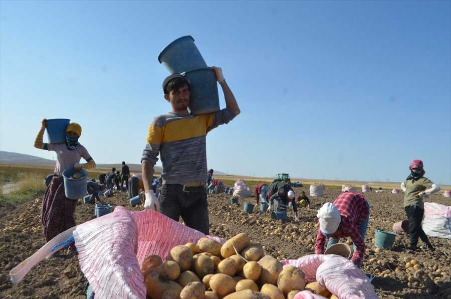 Bünyan'da Kışlık Patates Hasadı Başladı