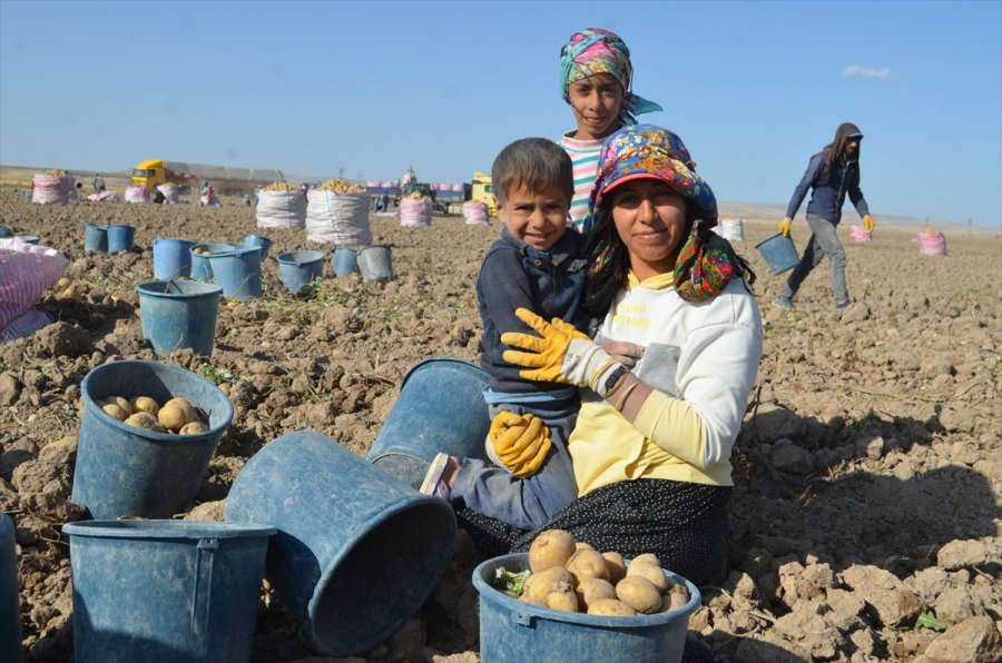 Bünyan'da Kışlık Patates Hasadı Başladı