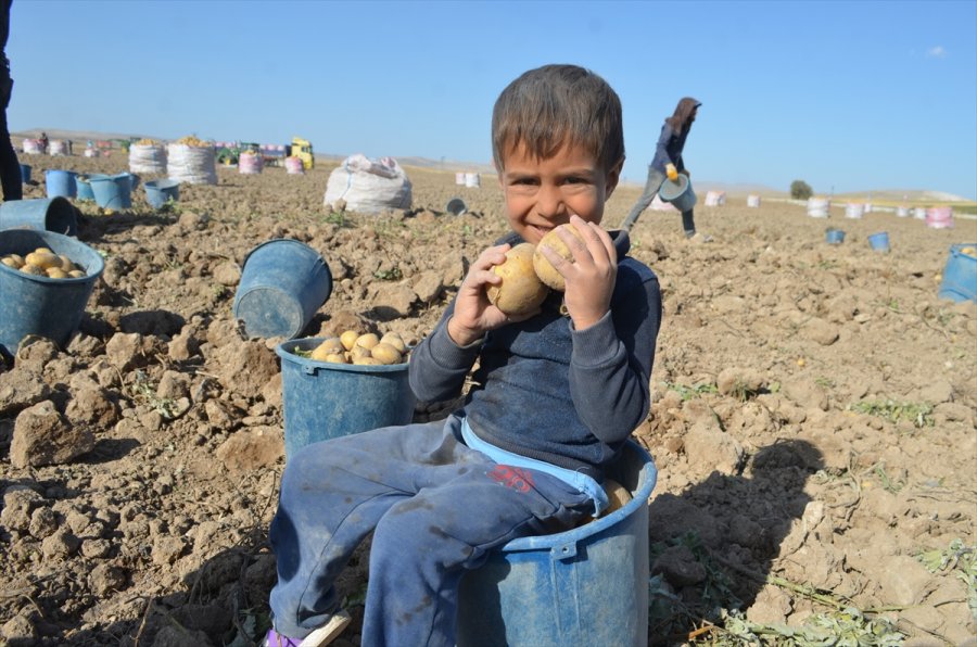 Bünyan'da Kışlık Patates Hasadı Başladı