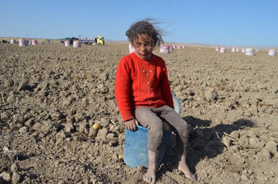 Bünyan'da Kışlık Patates Hasadı Başladı