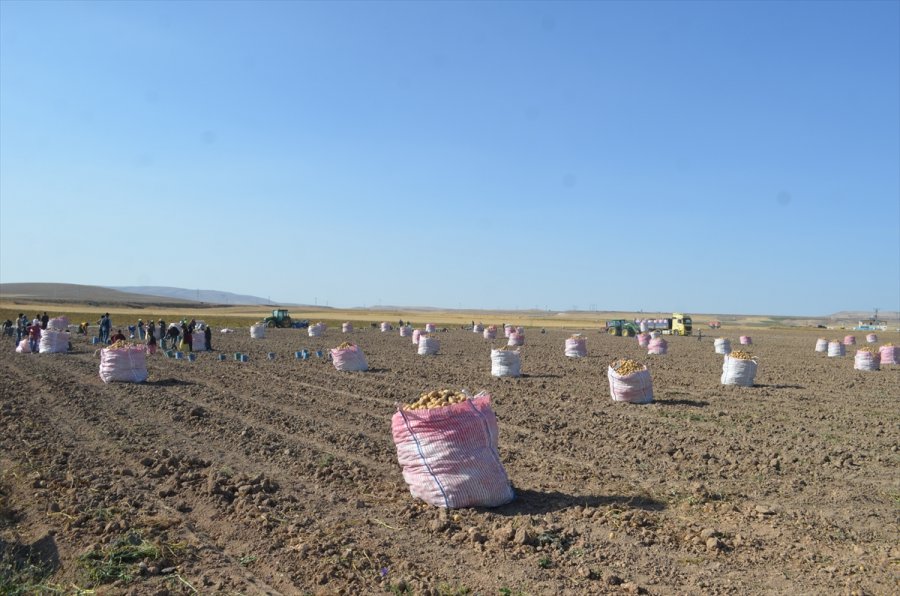 Bünyan'da Kışlık Patates Hasadı Başladı